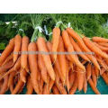 fresh carrot vietnam new harvest